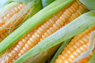 Olgun mısır taneleri