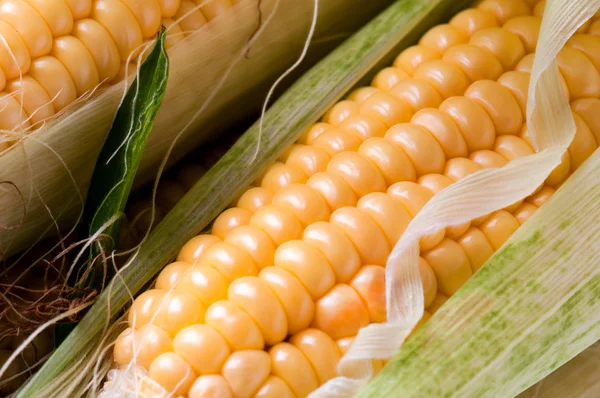 Grains of ripe corn — Stock Photo, Image