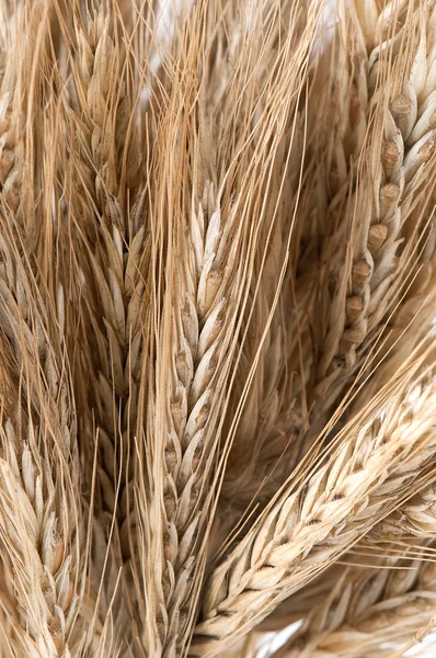 黑麦的耳朵 — 图库照片