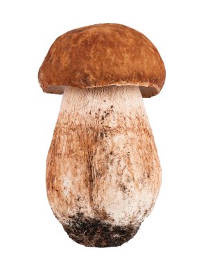 Porcini mantar. beyaz zemin üzerine cep