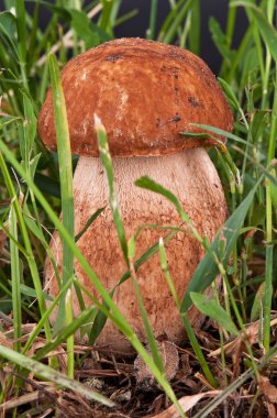 Ceps. Beyaz mantar yeşil çim