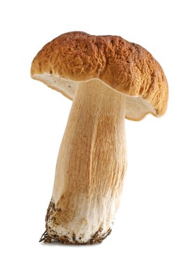 Porcini mantar. beyaz zemin üzerine cep