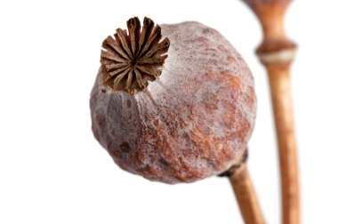 beyaz zemin üzerine haşhaş kafaları kurutulmuş