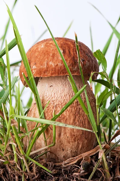 Белые грибы. Белый гриб в зеленой траве на белом фоне — стоковое фото