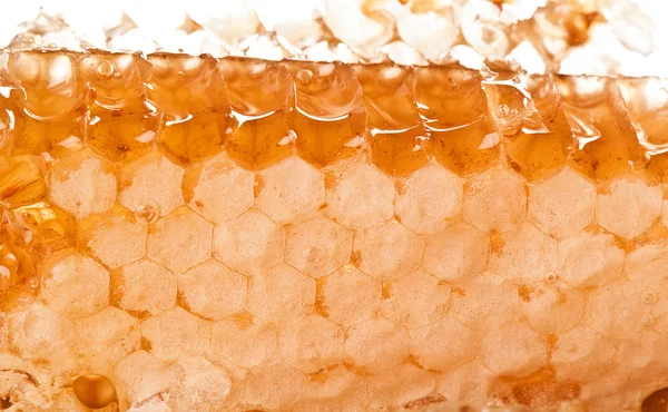 Gul honeycomb cell närbild — Stockfoto