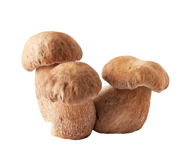 Hongos porcini. Cep sobre fondo blanco — Foto de Stock