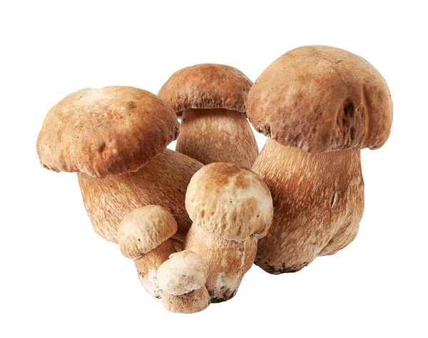 Funghi porcini. Cep su sfondo bianco — Foto Stock