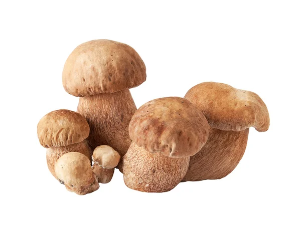 Cogumelos porcini. Cep em fundo branco — Fotografia de Stock