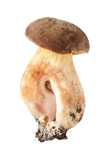 Польська гриб на білому фоні — стокове фото
