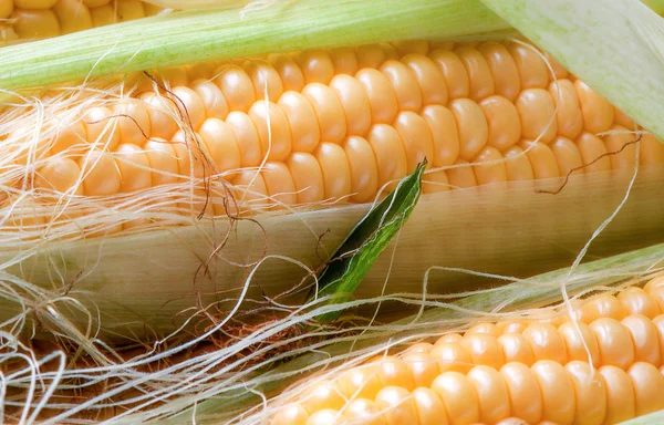 Grains of ripe corn — Stock Photo, Image