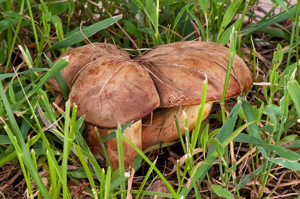 Boletus edulis. гриб в зеленой траве — стоковое фото