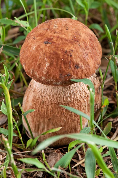 Белые грибы. Белый гриб в зеленой траве — стоковое фото