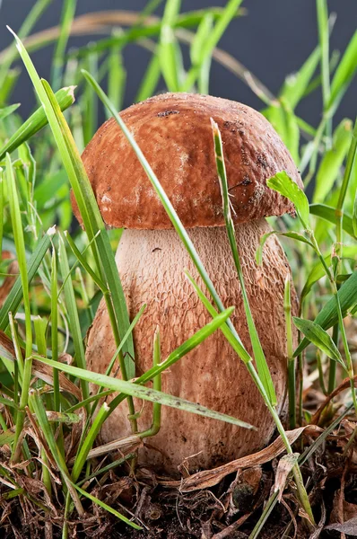 Белые грибы. Белый грибок в корзине в зеленой траве на темной спине — стоковое фото