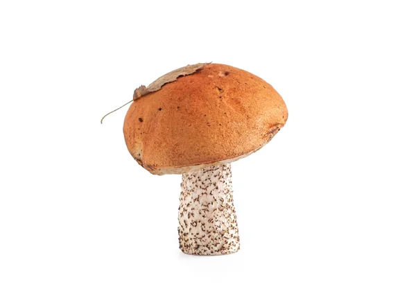 Oranje-cap boletus op witte achtergrond — Stockfoto