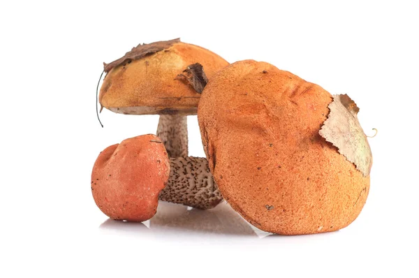 Borowik pomarańczowo czapka na białym tle — Zdjęcie stockowe