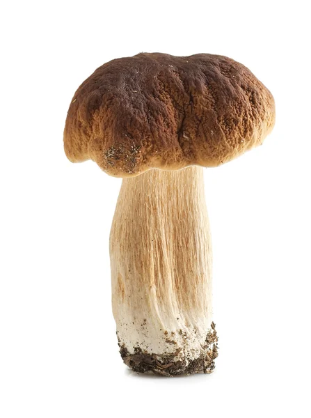 Cogumelos porcini. Cep em fundo branco — Fotografia de Stock