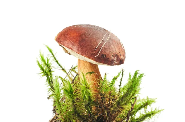 Polish mushroom background in the green grass on white backgroun — Stock Photo, Image