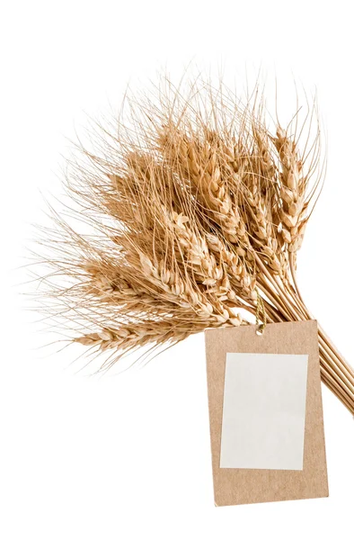 Eerstelingsgarve van tarwe met een lege prijskaartje op een witte achtergrond — Stockfoto