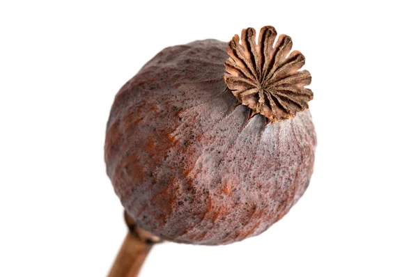 Dried poppy heads on white background — Stock Photo, Image