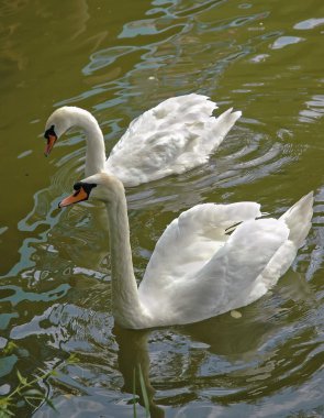 iki beyaz kuğular gölde