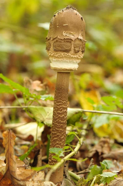 Toadstool de cogumelos — Fotografia de Stock