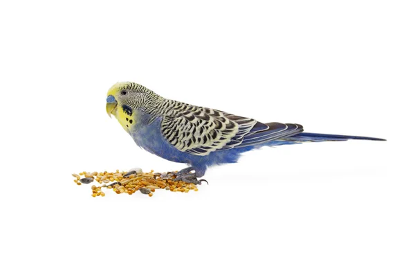 Budgies sur fond blanc — Photo