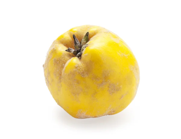 Quince fruit on white background — Stock Photo, Image