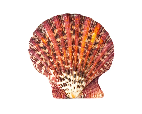 Beautiful red sea shell on a white background — Stock Photo, Image