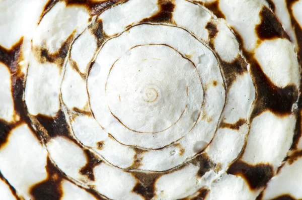 Macro of background made from shell — Stock Photo, Image