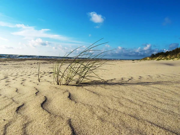 Green grass on the beach of the Baltic Sea — Stock Photo, Image