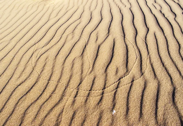 Owad ślady na piasku — Zdjęcie stockowe