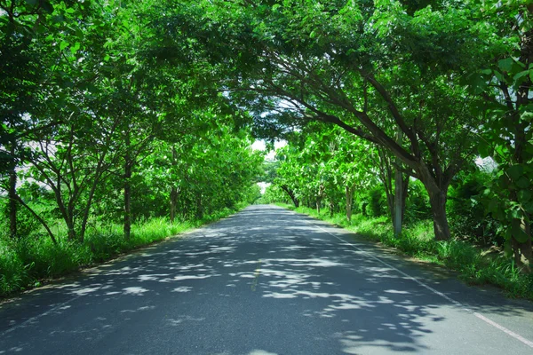 Straße im Wald — Stockfoto