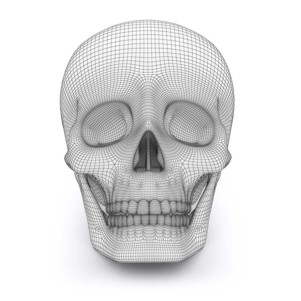Skull with grid on the white background — Stock Photo, Image