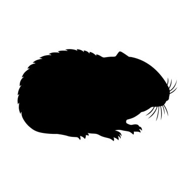 Hamster, gölge resim