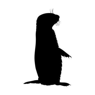 Çayır köpeği, gölge resim