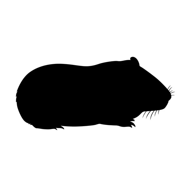 Cerdo de Indias, imagen de sombra —  Fotos de Stock