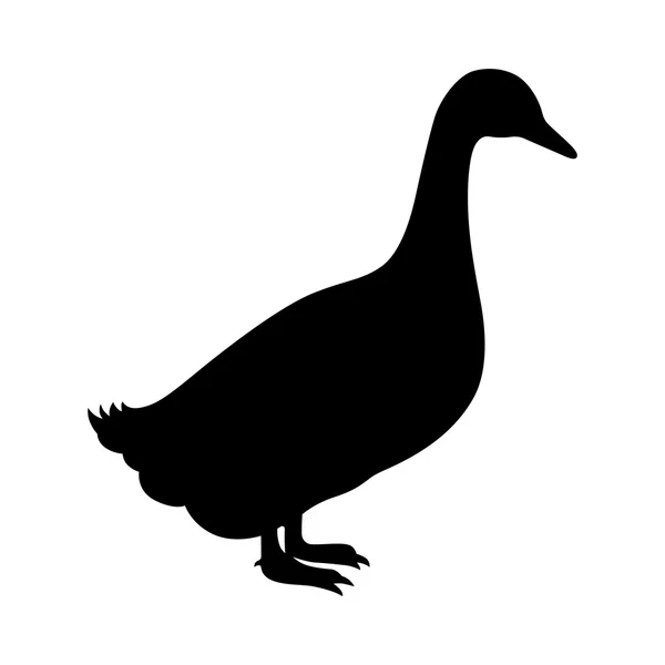 鴨、陰影画像 — ストックベクタ