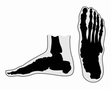 Human foot bones view from below and from the side clipart