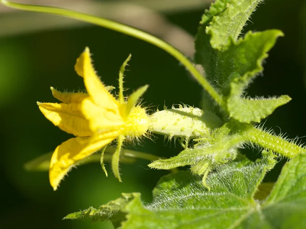 Çiçek salatalık yumurtalık. Makro