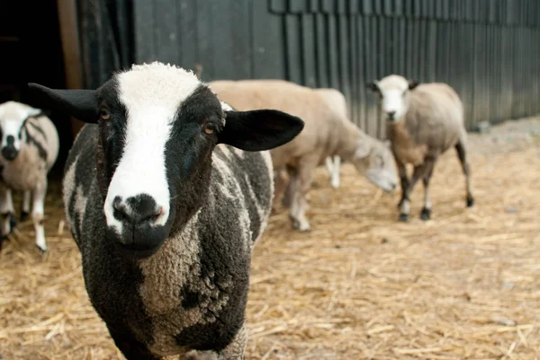 Parti hayvanları keçi