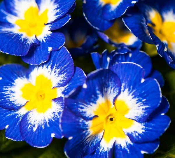 Blauwe tuinbloemen — Stockfoto