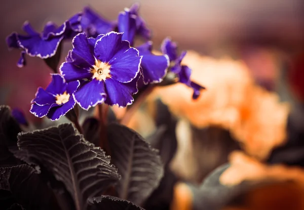 Violet tuin bloemen — Stockfoto