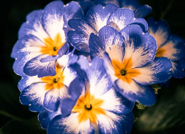 Multicolor tuin bloemen — Stockfoto
