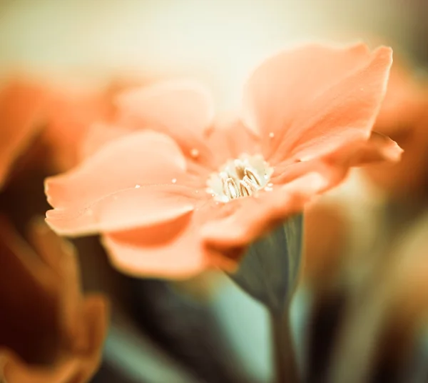 Flores de jardín naranja — Foto de Stock