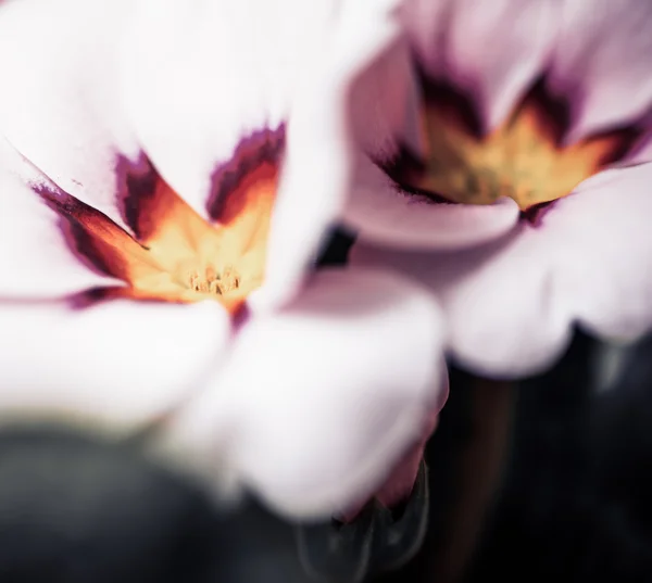 Fleurs de jardin bourgeons ouverts — Photo