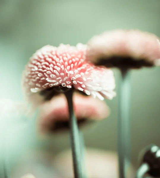 Pembe bahar çiçekleri