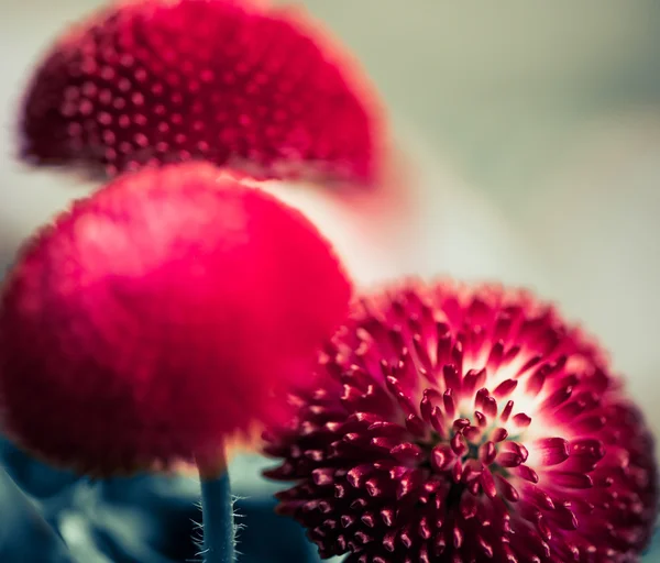 Red garden flowers — Stock Photo, Image