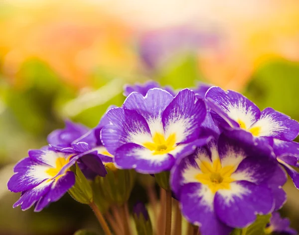 Kleurrijke tuin bloemen — Stockfoto