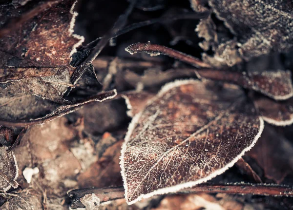 Frozen faded leafs background — Stock Photo, Image