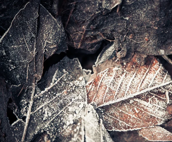 Frozen faded leafs background — Stock Photo, Image